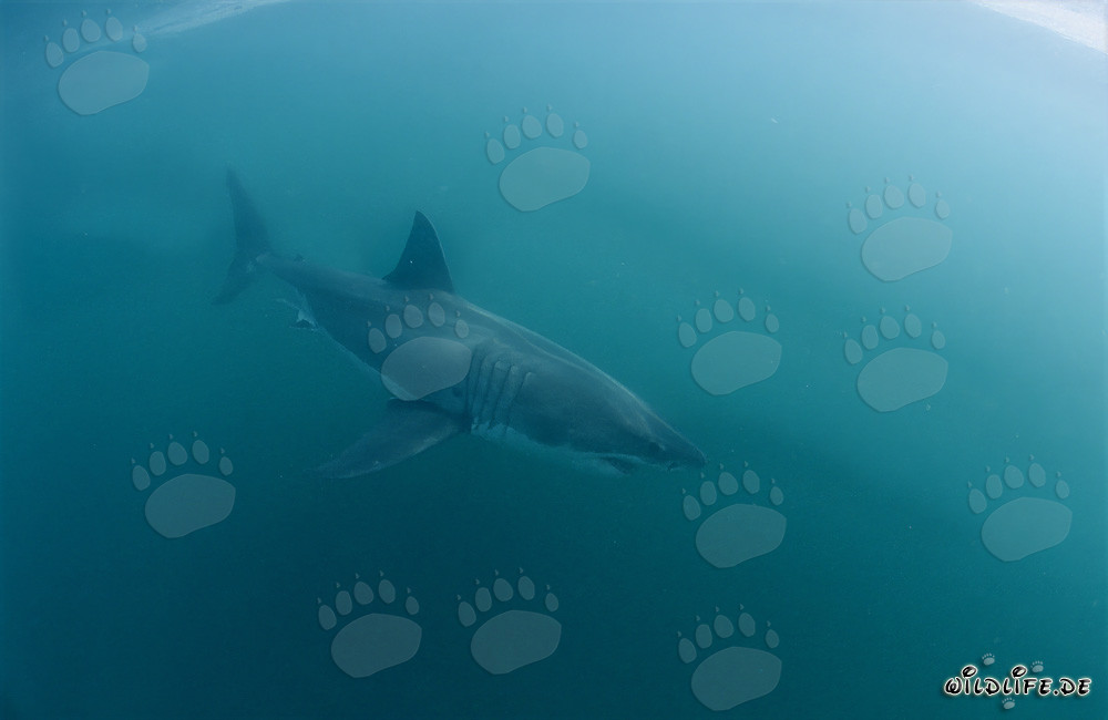 Requins blancs au large de la côte sud-africaine