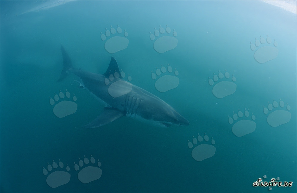 Tiburones blancos frente a la costa de Sudáfrica