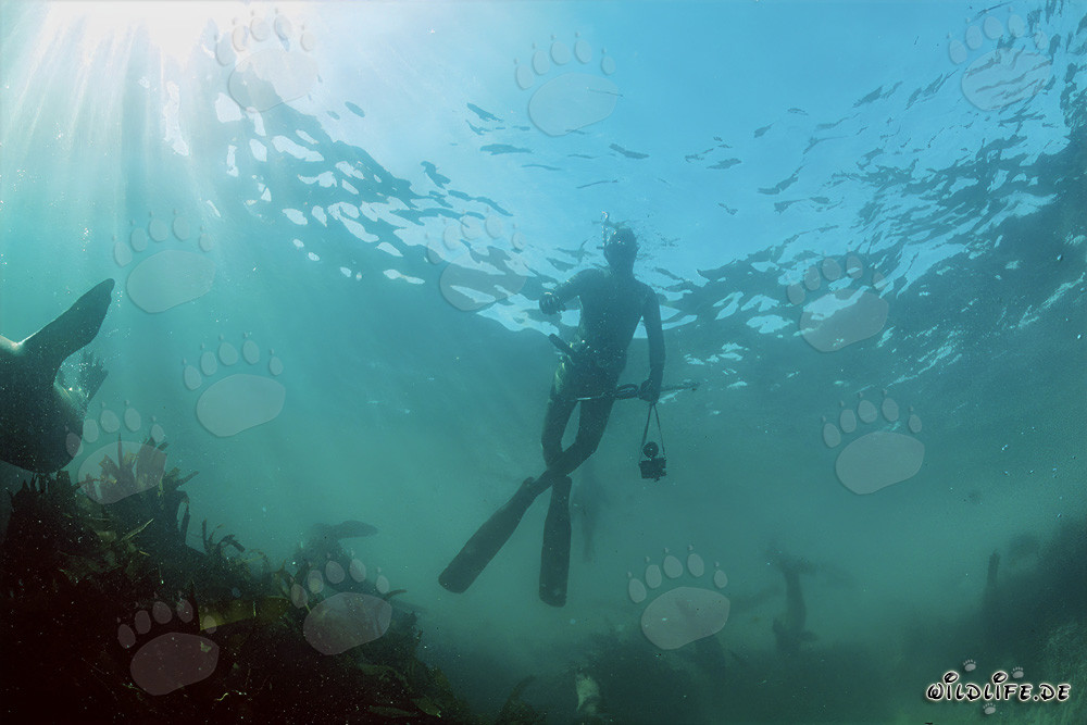 Fascinating safety diver near Dyer Island and Geyser Rock in South Africa