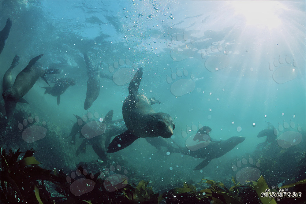 Focas pellicciaie sudafricane nel kelp di fronte a Geyser Rock