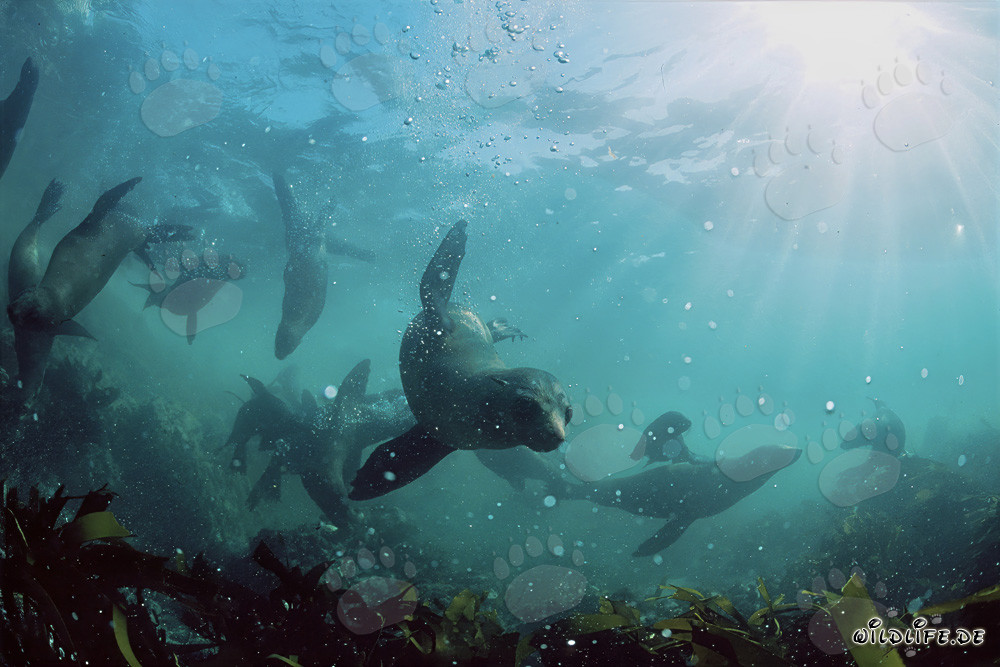 South African Fur Seals in the Kelp near Geyser Rock