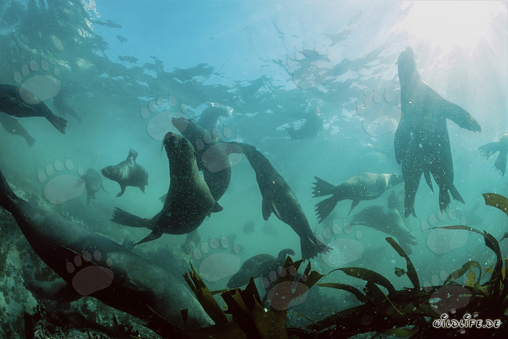 South African Fur Seals in the Surf