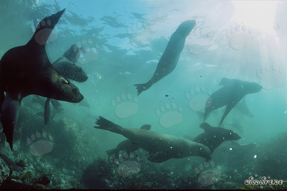 Fur seal colony in the surf in front of Geyser Rock