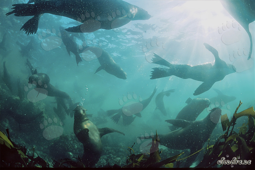 Colonia de lobos marinos de piel en la rompiente frente a Gansbaai