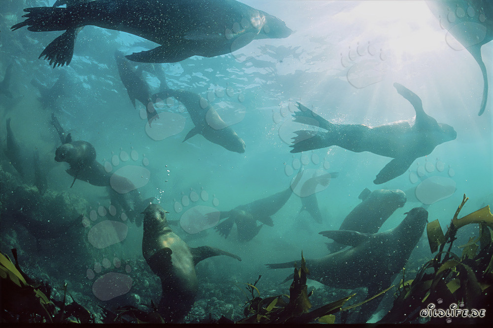 Fur Seal Colony in the Surf near Gansbaai