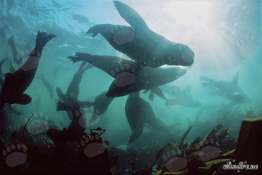 Otaries à fourrure sud-africaines dans le monde sous-marin de Gansbaai