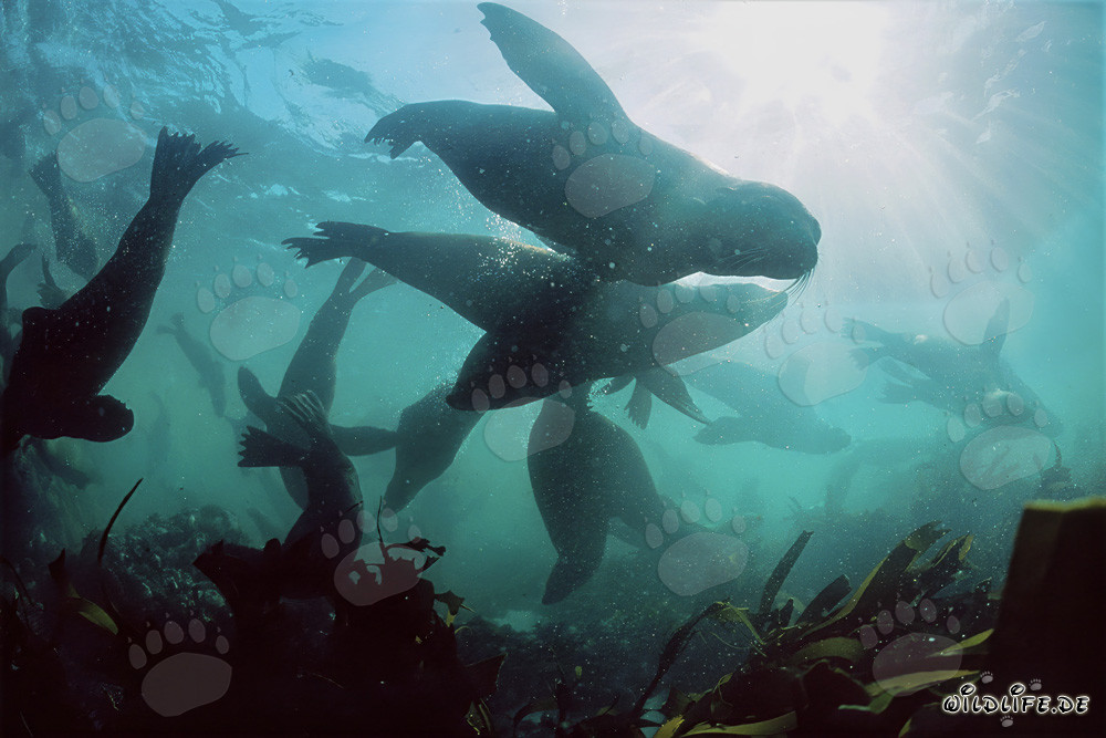 South African Fur Seals in the Underwater World near Gansbaai