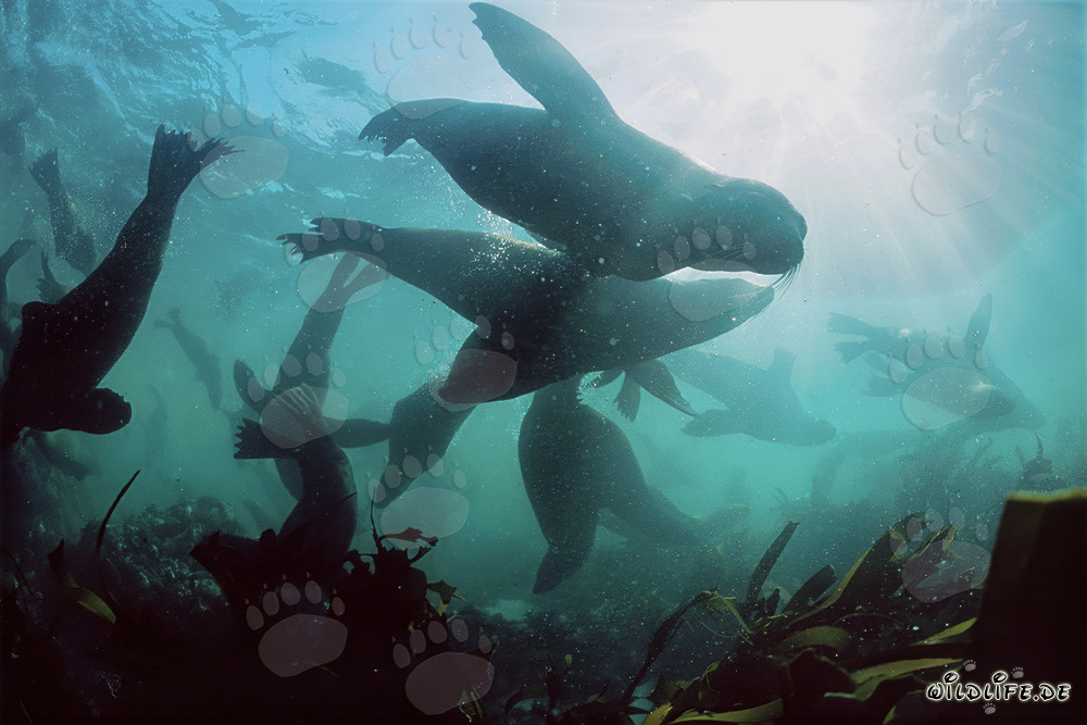 Südafrikanische Pelzrobben in der Unterwasserwelt vor Gansbaai