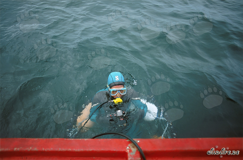 Fascinating Diver in the Shark Cage off Dyer Island, South Africa