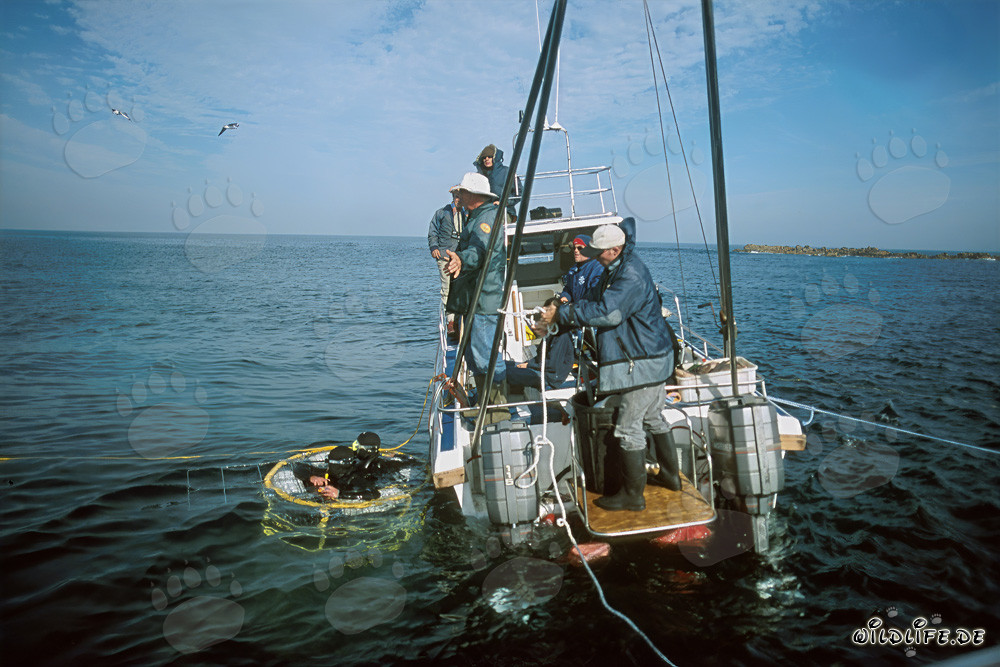 Plongée en cage avec les grands requins blancs : plongée devant l'île Dyer