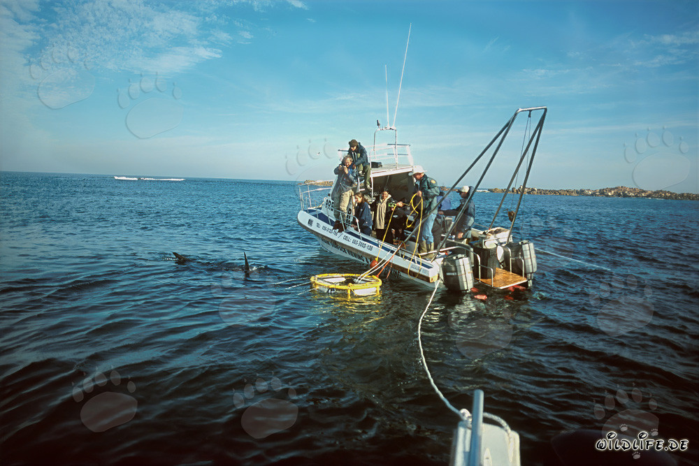Grande action à la cage aux requins au large de l'île de Dyer