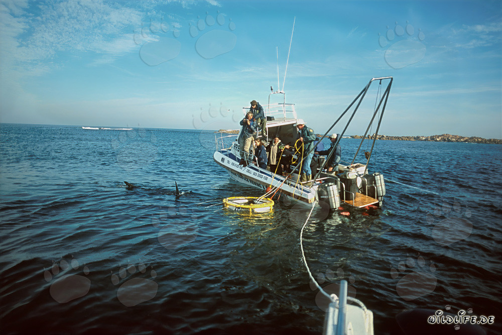 Grande azione alla gabbia degli squali al largo dell'isola di Dyer