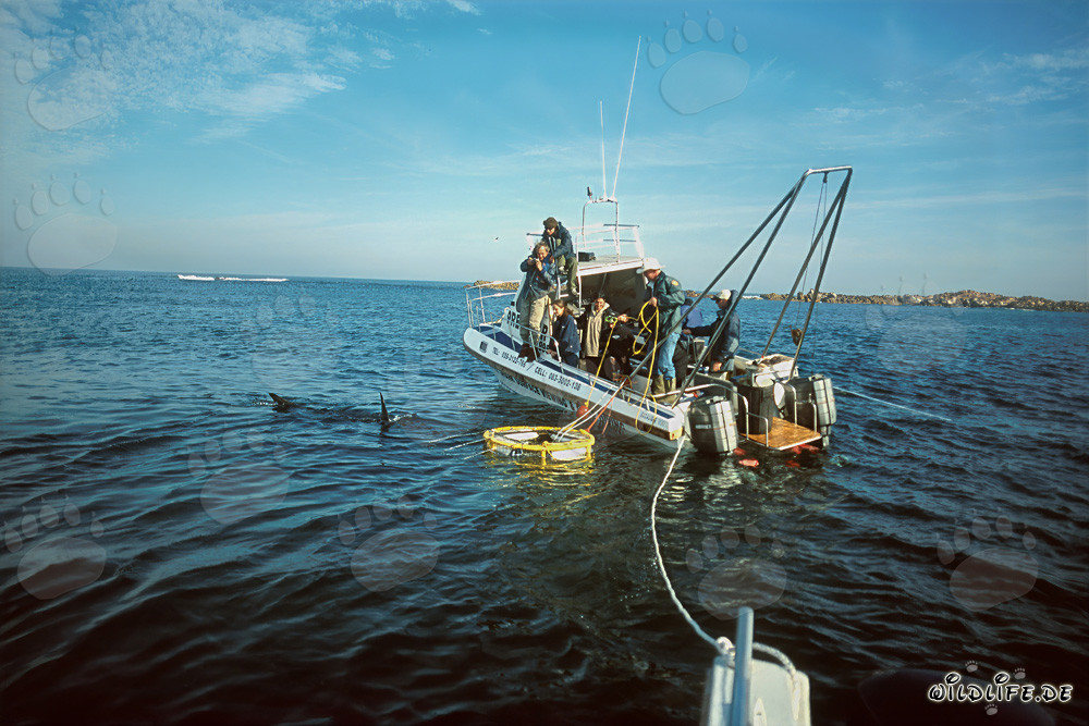 Exciting Action on the Shark Cage off the Coast of Dyer Island