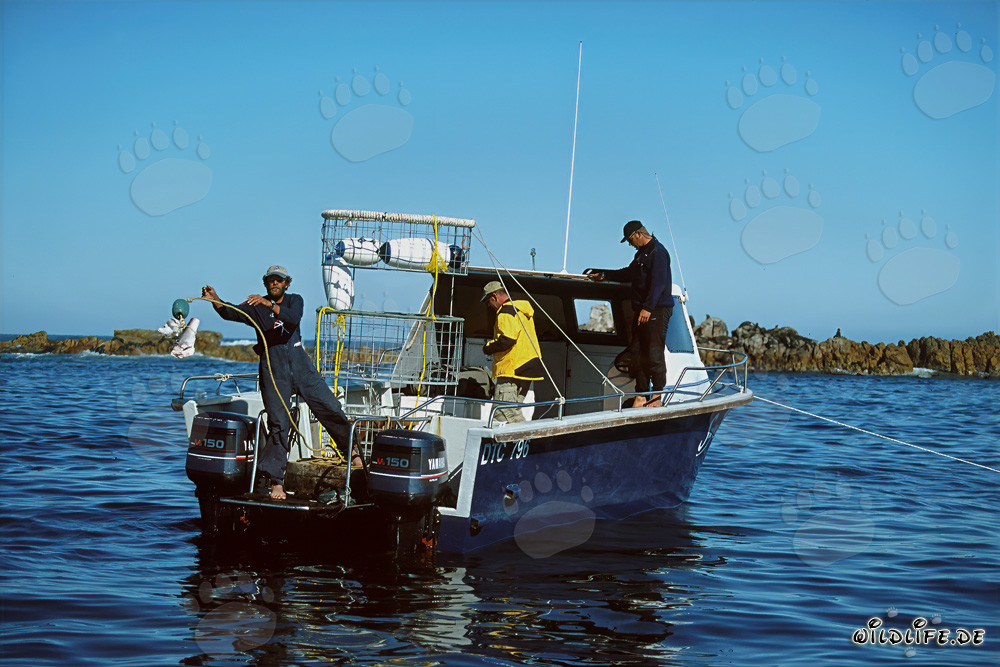 Andre Hartman attracts Great White Sharks with a bait
