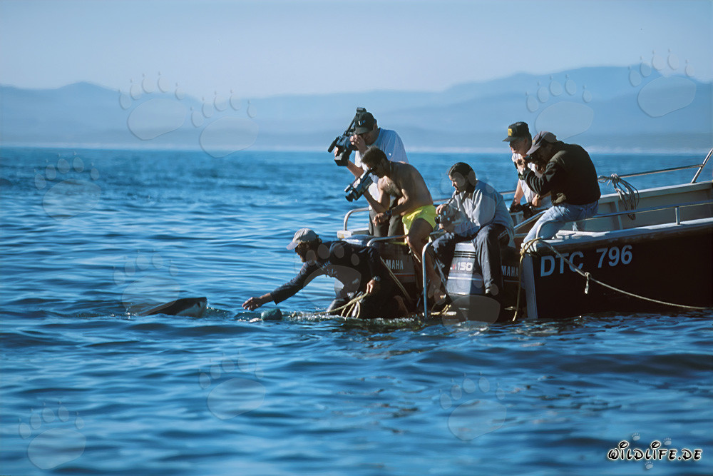 Experience Andre Hartman in Action - Great White Sharks near Gansbaai
