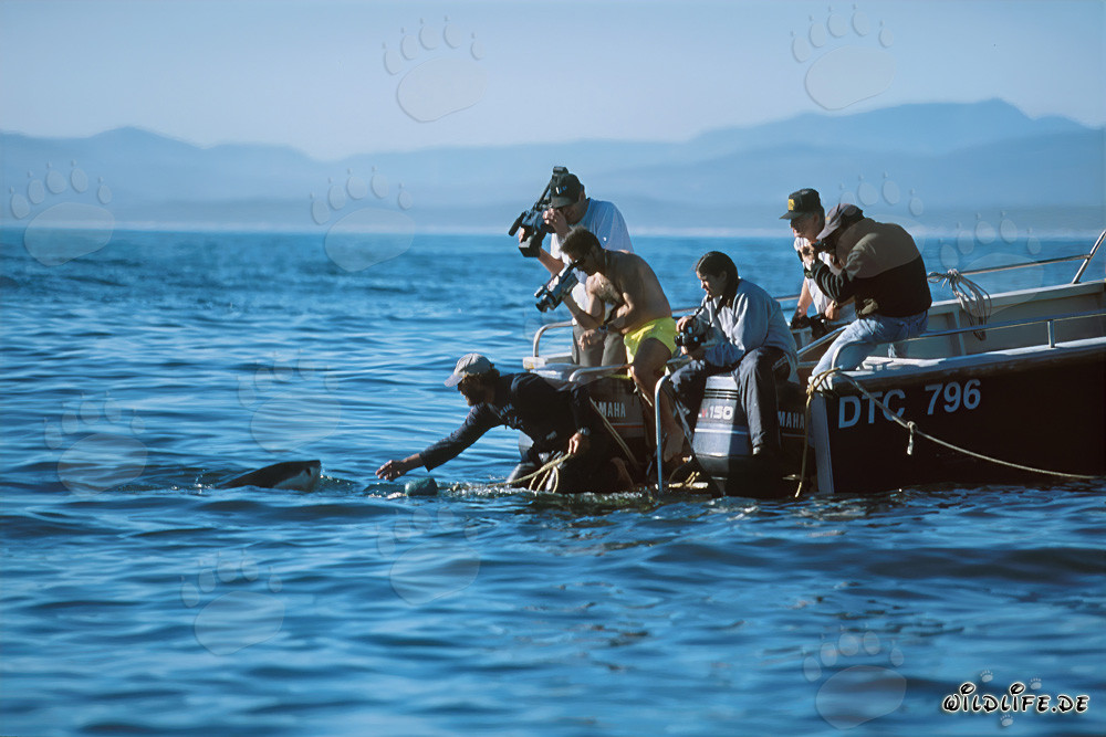 Découvrez Andre Hartman en action - Requins blancs près de Gansbaai