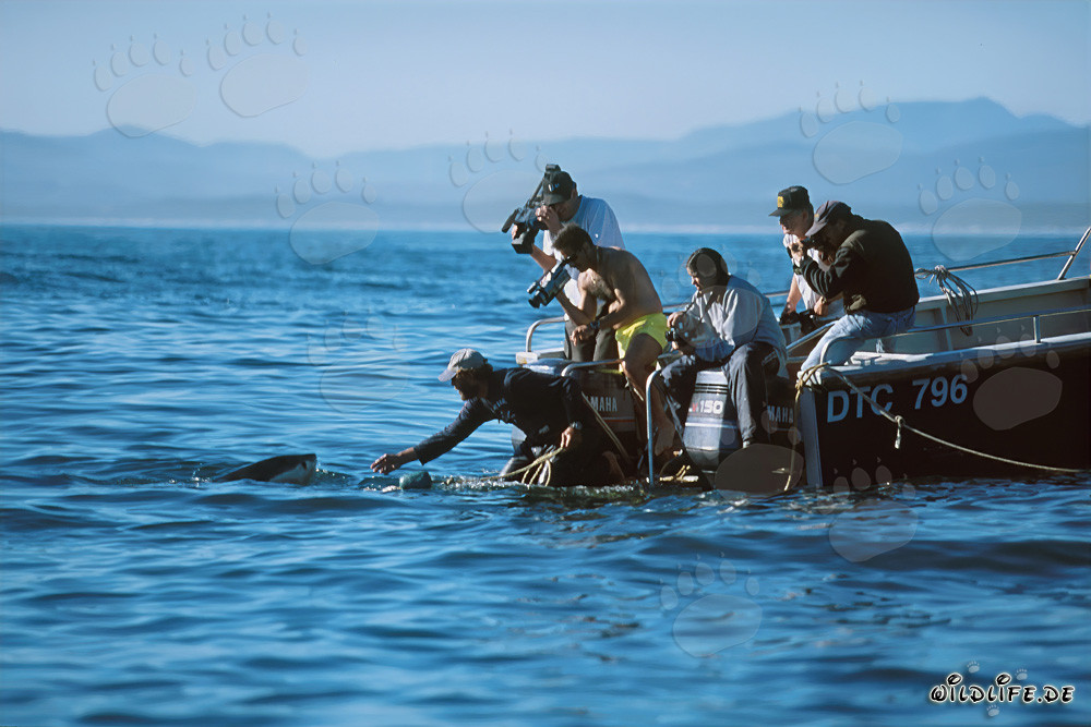 Vivi Andre Hartman in azione - Squali bianchi davanti a Gansbaai