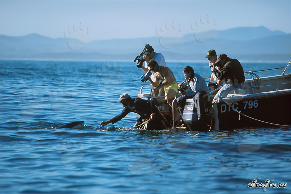 Experimenta a Andre Hartman en acción - Tiburones blancos frente a Gansbaai