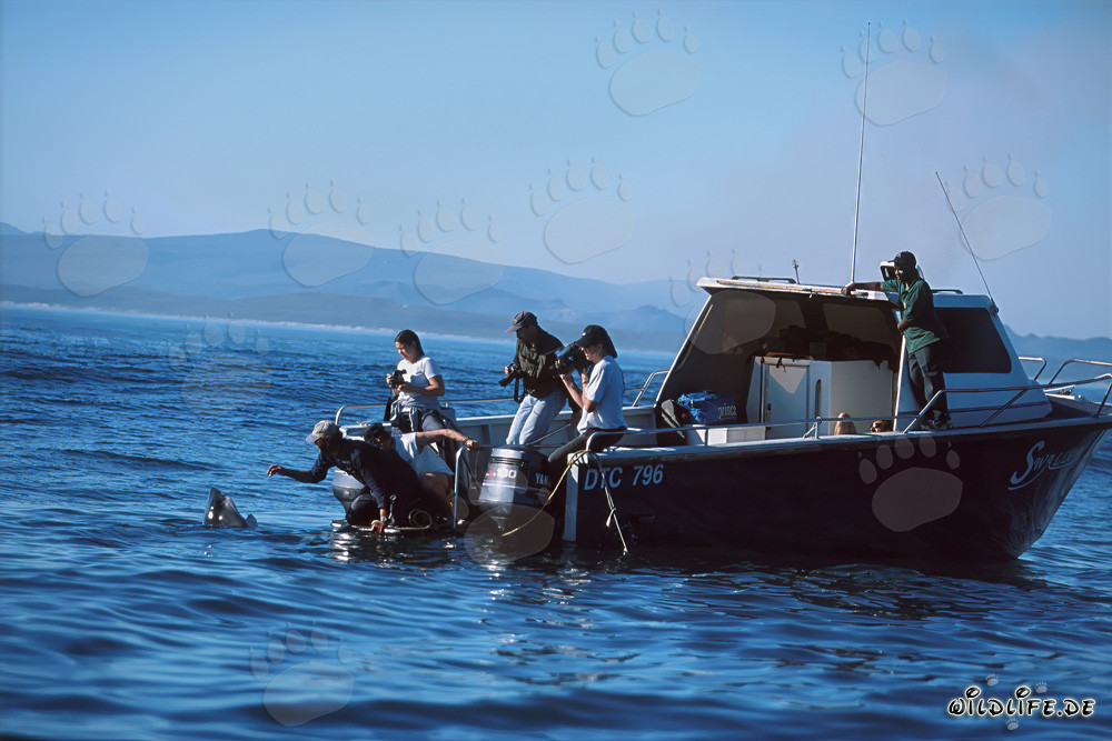Great White Sharks near Gansbaai - Andre Hartman lures the marine predators