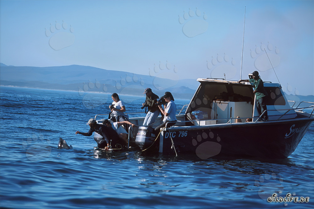 Requins blancs devant Gansbaai - Andre Hartman attire les habitants de la mer