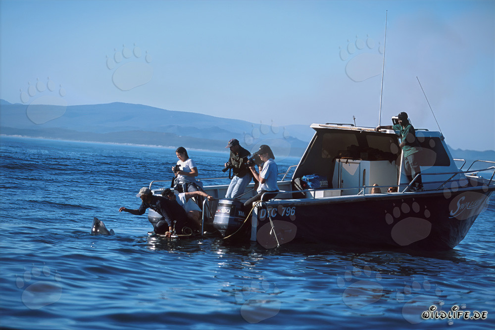 Squali bianchi davanti a Gansbaai - Andre Hartman attira gli abitanti del mare