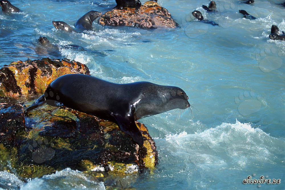 Lobo marino sudafricano a punto de saltar al agua