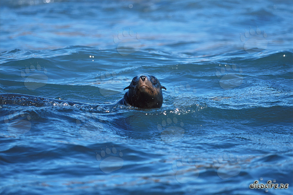 Foca dalla pelliccia sudafricana nella risacca