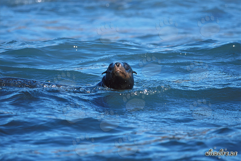Otaries à fourrure d'Afrique du Sud dans la houle