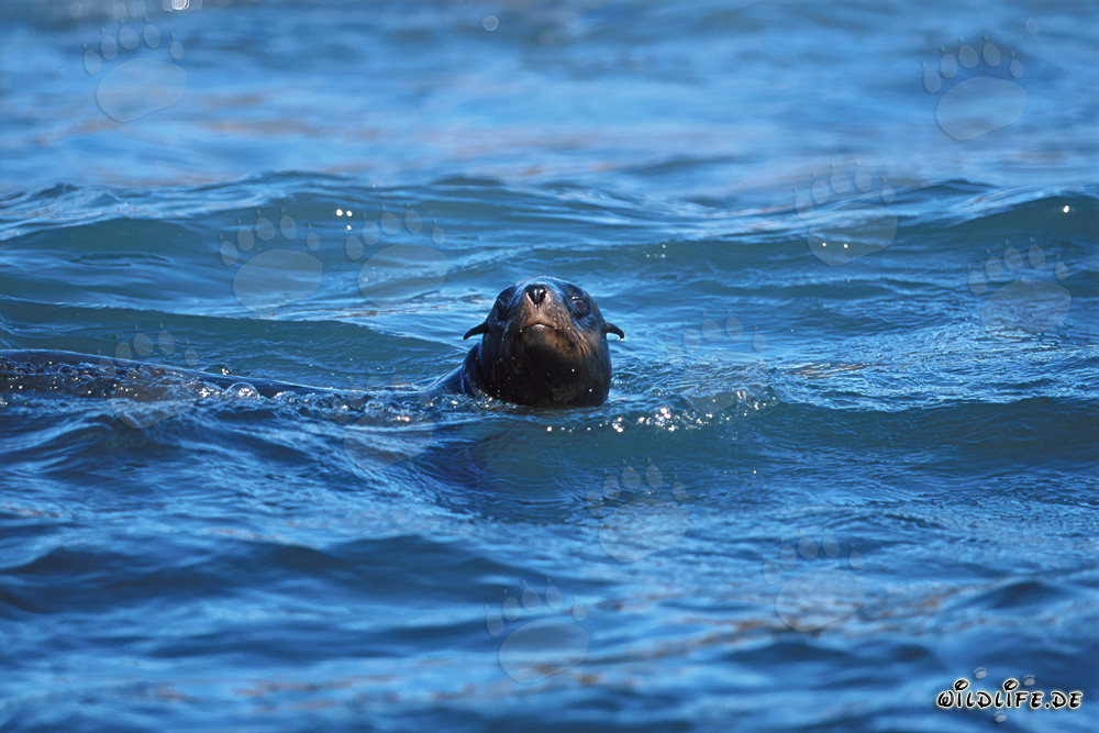 South African fur seal in the surf