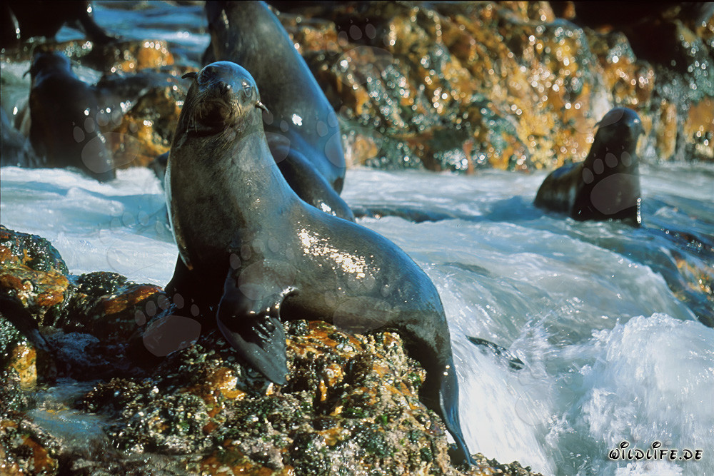 Observar fascinantes leones marinos sudafricanos de piel en el mar