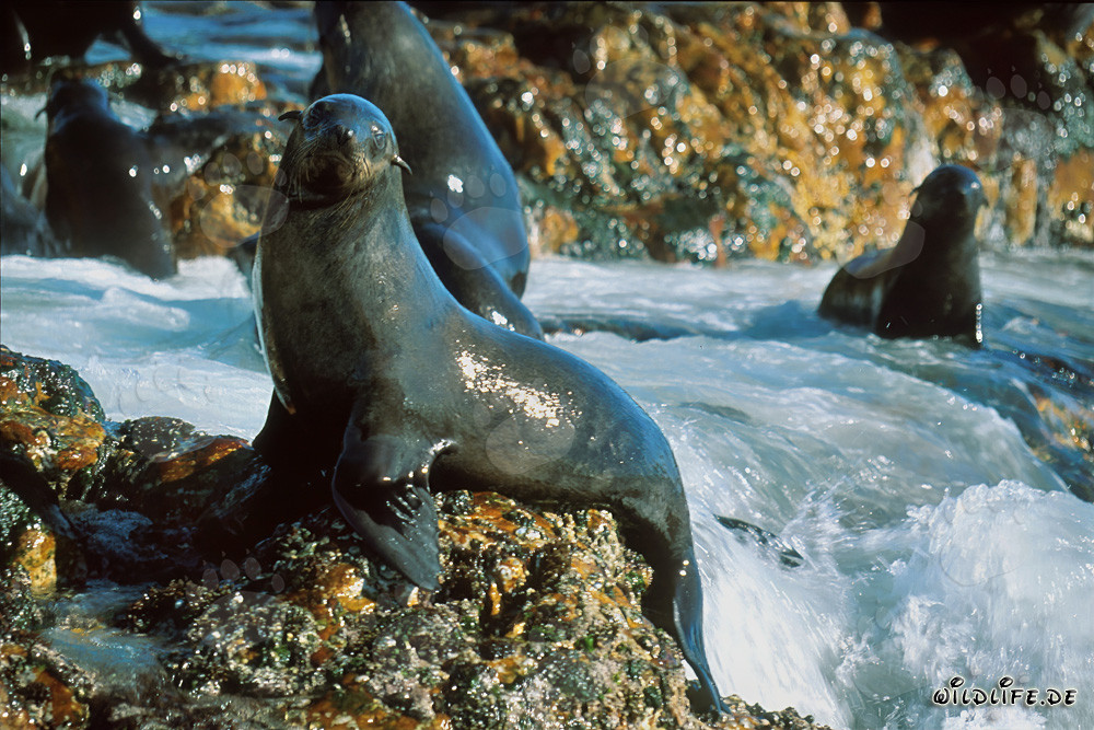 Observer les fascinants otaries à fourrure sud-africaines dans la mer