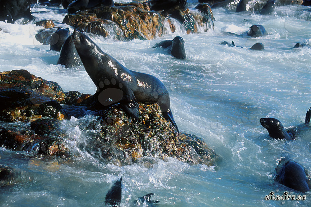 Leones marinos de la piel de Sudáfrica en el mar tempestuoso