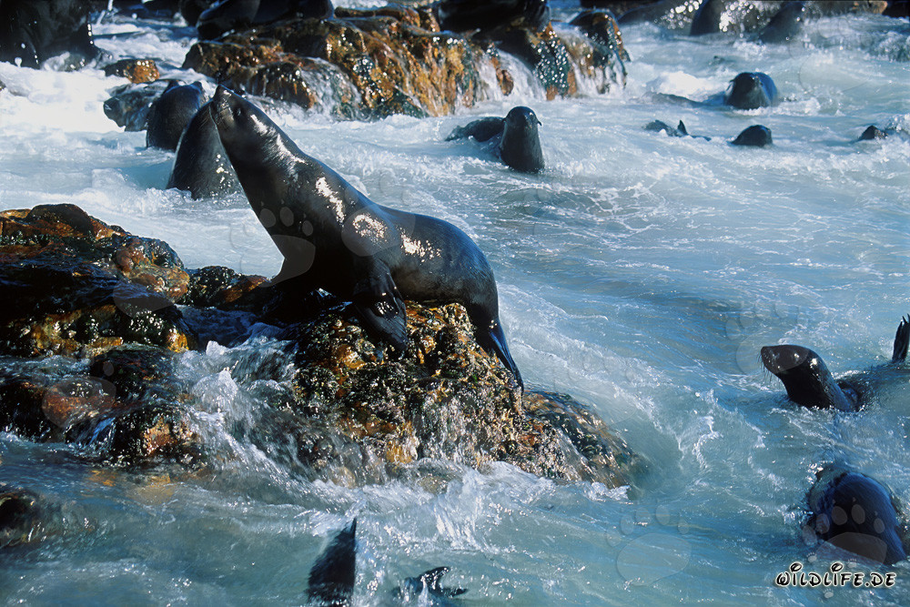 Otaries à fourrure d'Afrique du Sud dans une mer agitée