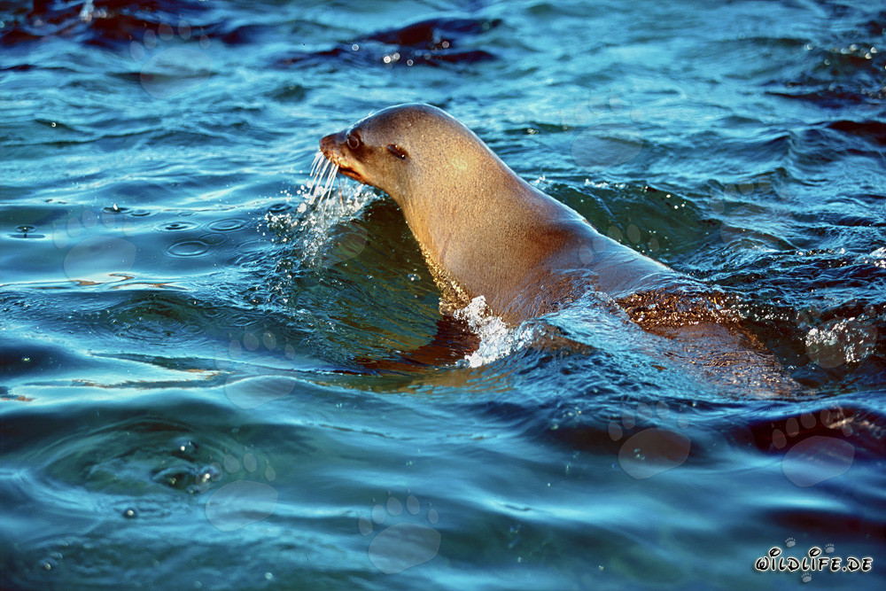 Foca de piel sudafricana evalúa la situación en Geyser Rock