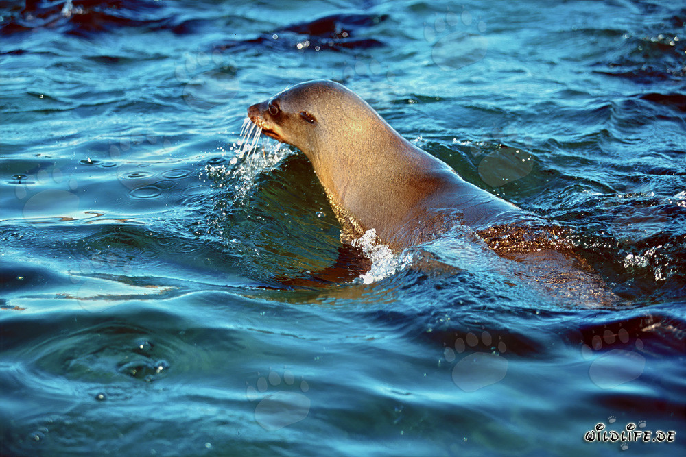 Foca pelliccia sudafricana valuta la situazione su Geyser Rock