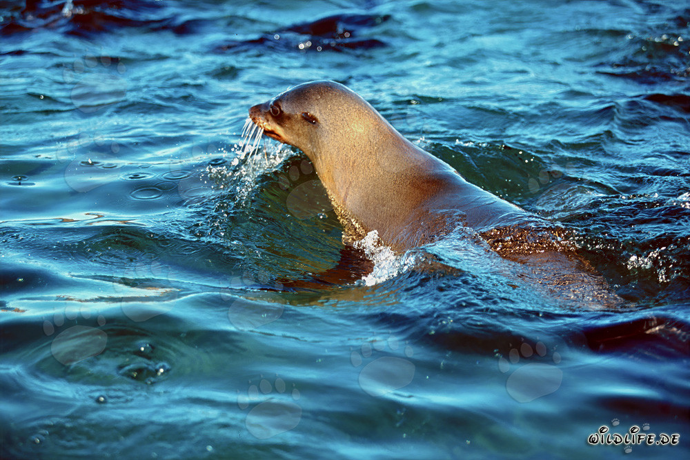 South African Fur Seal is checking the situation on Geyser Rock