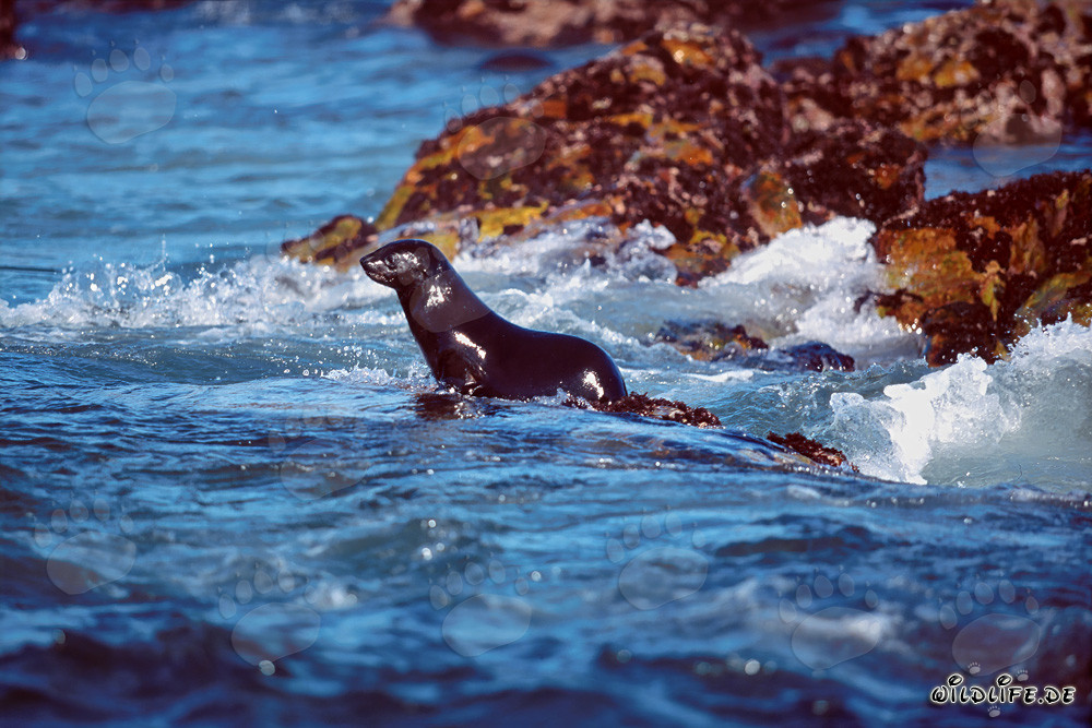 Foca de piel sudafricana en camino hacia el mar abierto