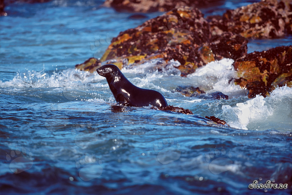 Phoque à fourrure sud-africain en route vers l'océan ouvert