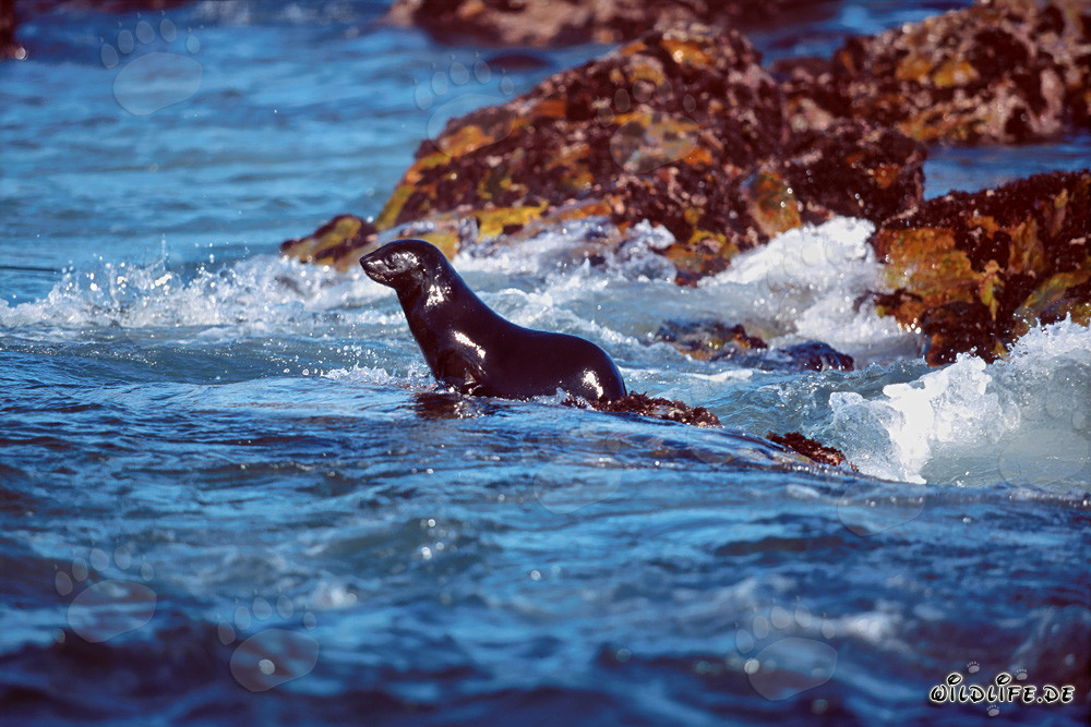 South African fur seal heading into the open sea