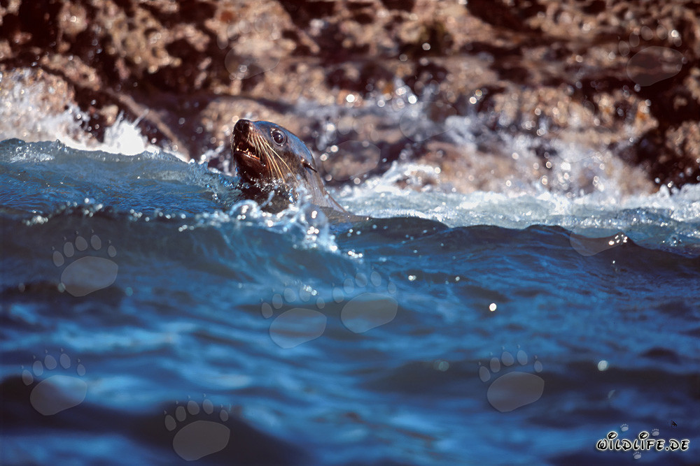 Playful fur seal in the waves in front of Geyser Rock, South Africa
