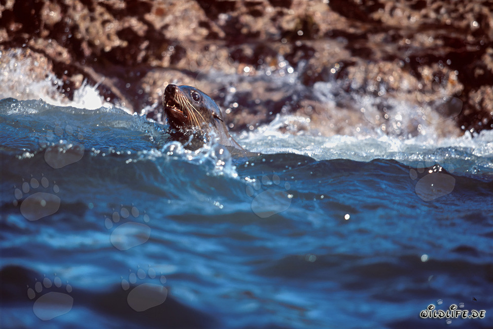 Otaries à fourrure joueuses dans les vagues devant Geyser Rock, Afrique du Sud