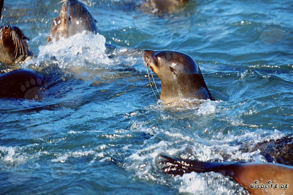 Otaries à fourrure d'Afrique du Sud dans la houle devant Geyser Rock