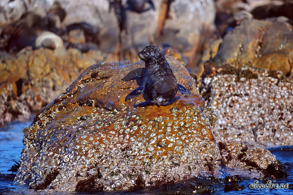 Foca dalla pelliccia sudafricana su Geyser Rock