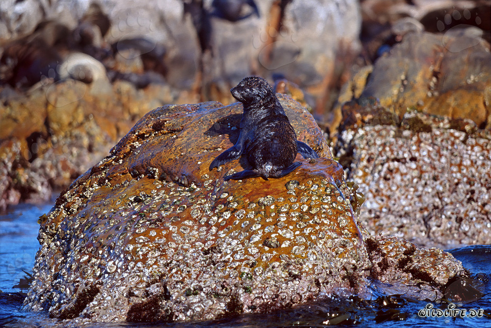 León marino de Sudáfrica en Geyser Rock
