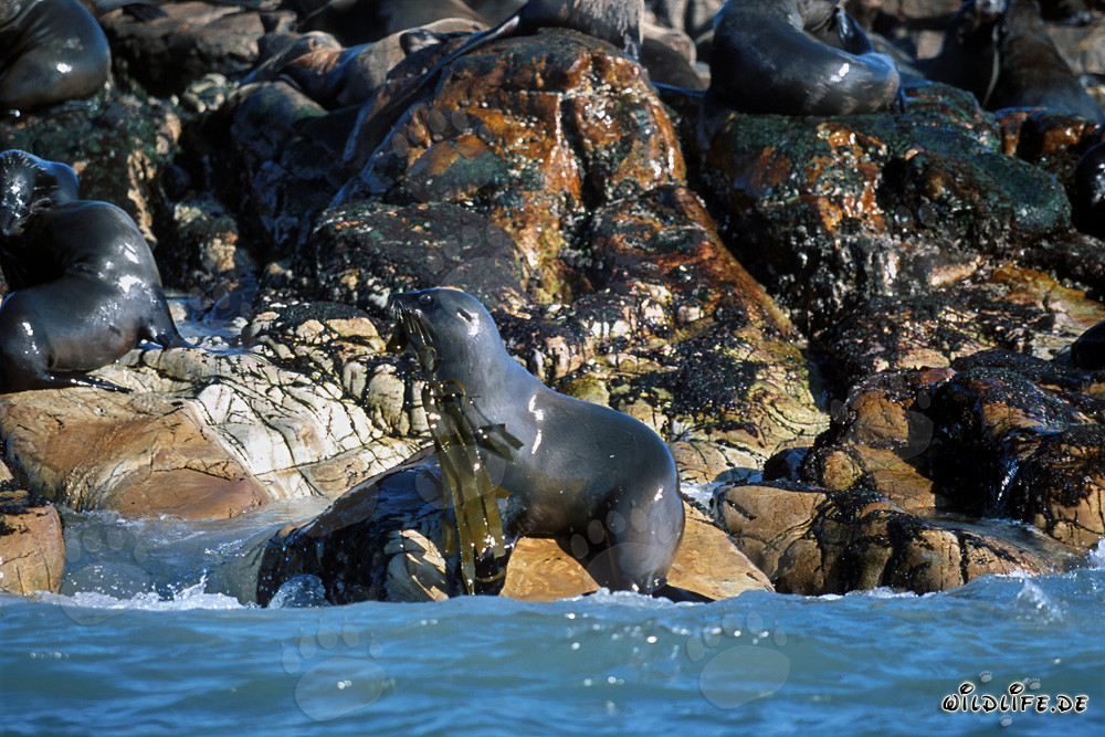 South African Fur Seal Colony on Geyser Rock