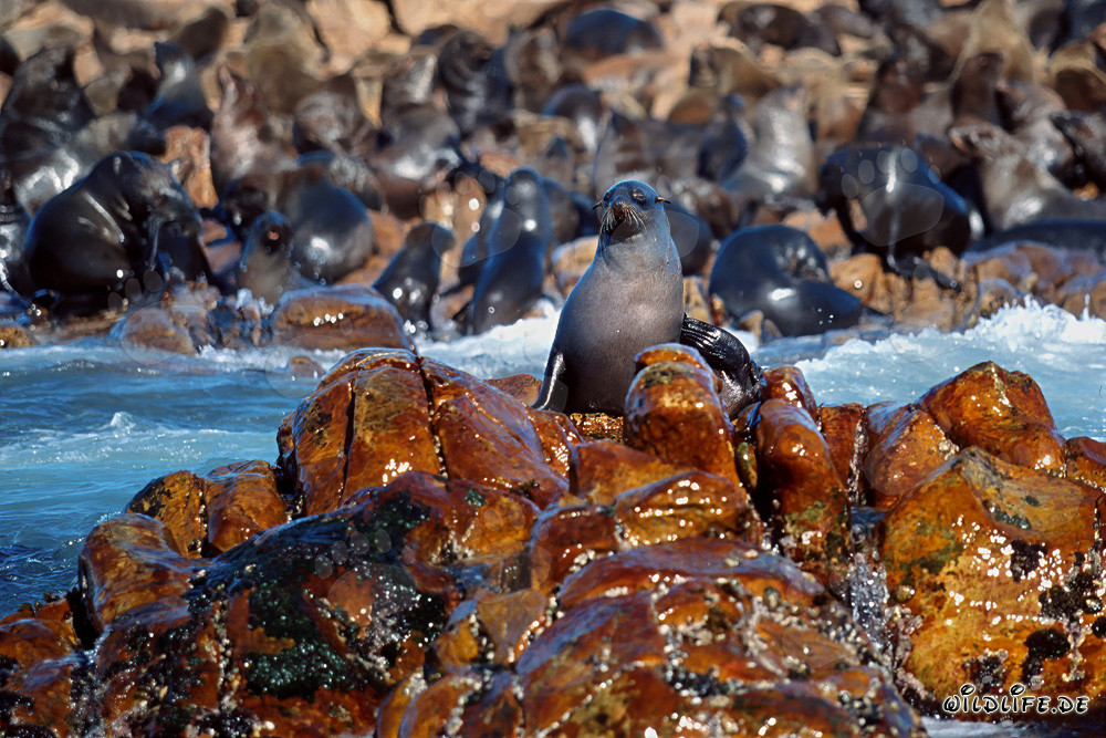 Focas de piel sudafricanas en Geyser Rock