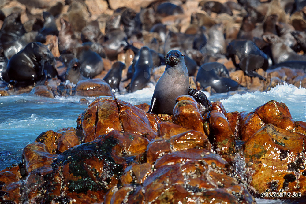 Otaries à fourrure d'Afrique du Sud sur Geyser Rock