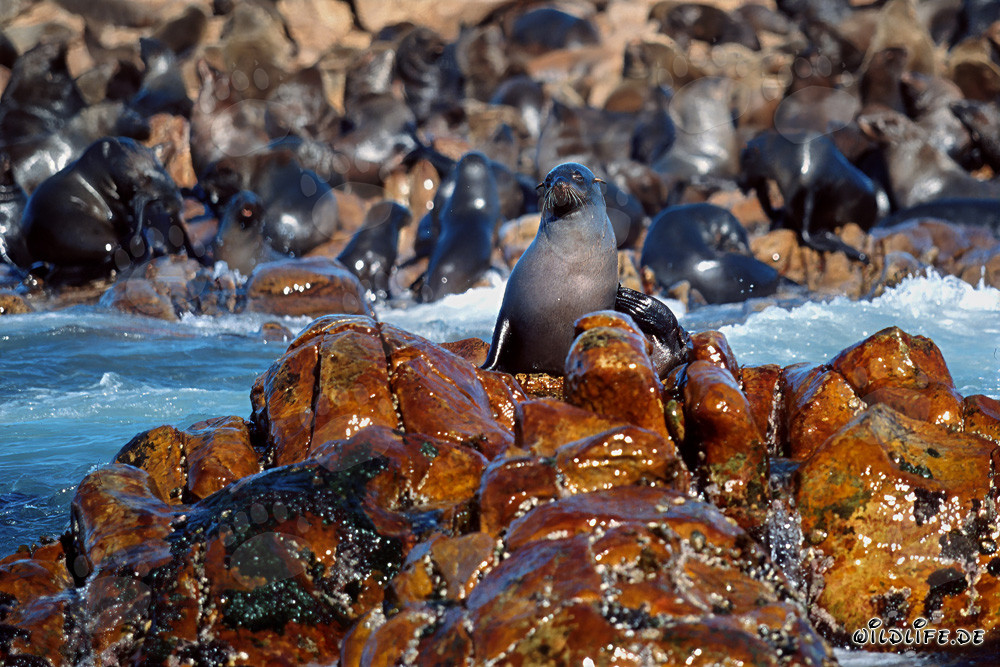 South African Fur Seals on Geyser Rock