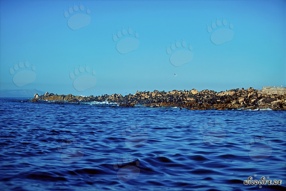 Colonia de lobos marinos sudafricanos en Geyser Rock