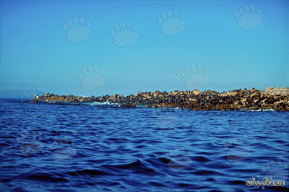 South African Fur Seal Colony on Geyser Rock